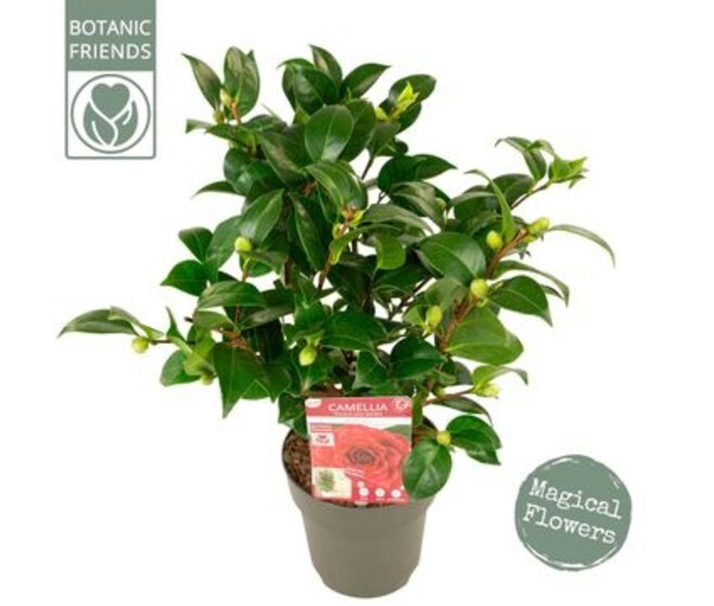 CAMELLIA JAPONICA BLACK LACE