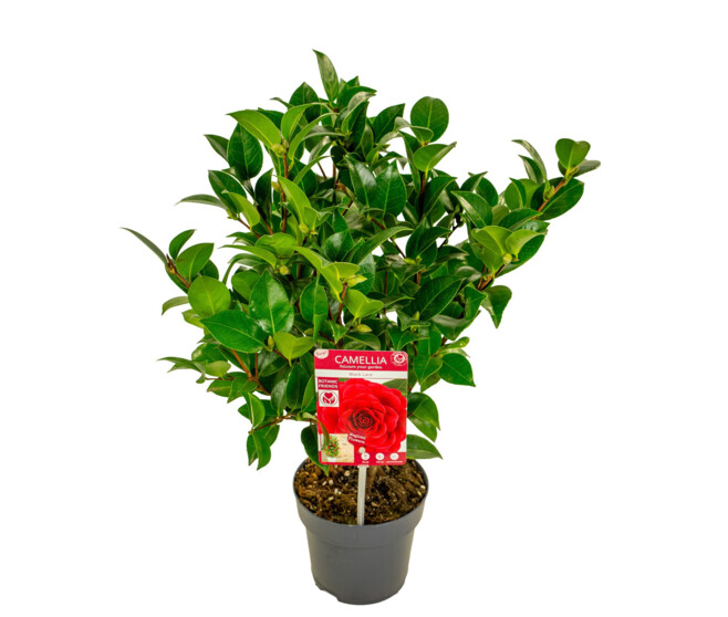 CAMELLIA JAPONICA BLACK LACE