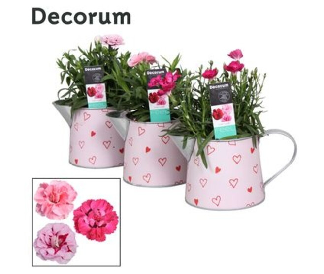 OEILLET OSCAR ARROSOIR ZINC