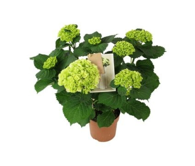 HORTENSIA 7FL HI ICE
