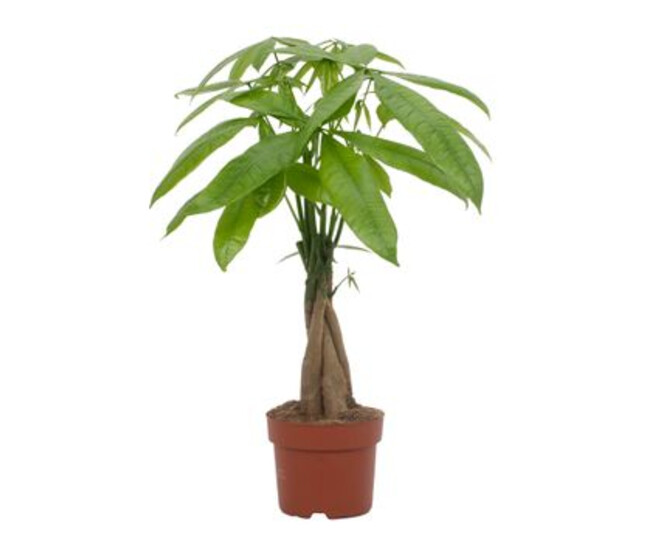 PACHIRA TRESSE