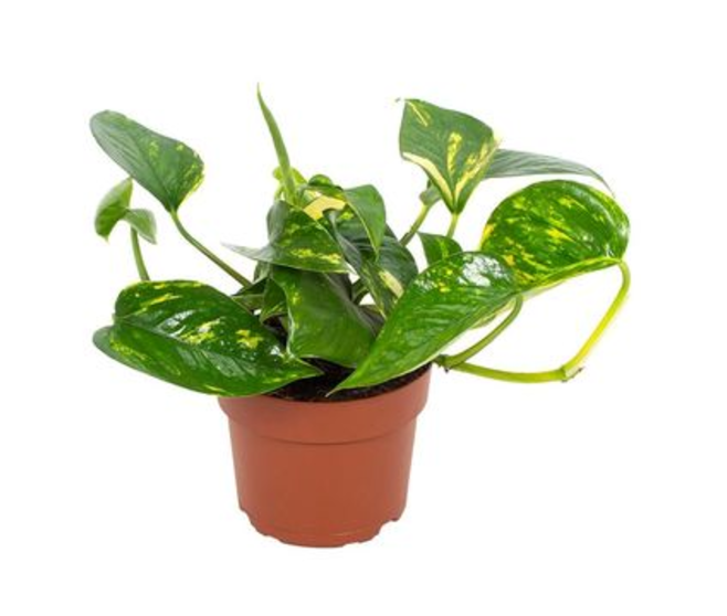 SCINDAPSUS HAWAIIAN