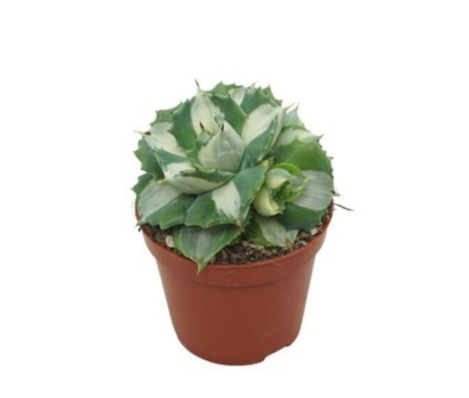ECHEVERIA AGAVOIDES OUHI-RAIJIN