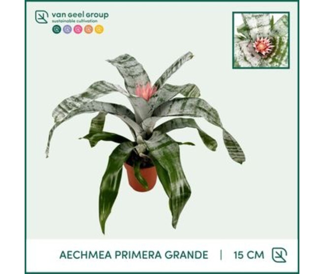 BILBERGIA PRIMERA