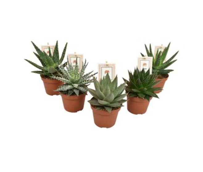 ALOE SAFARI