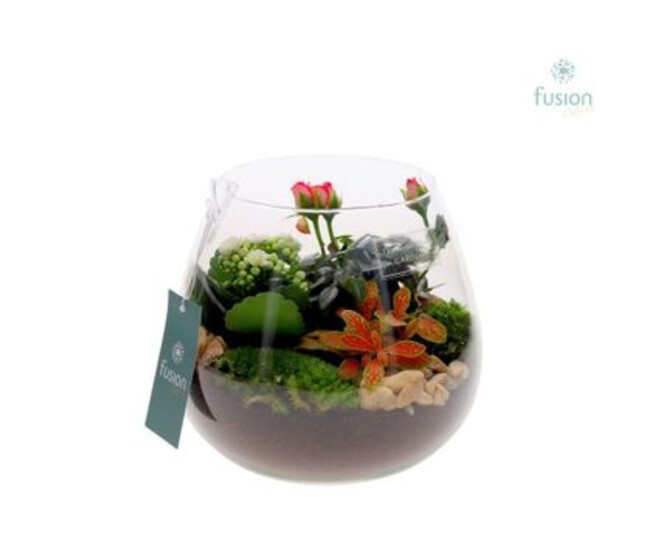 COMPO 3 PLANTES VERRE