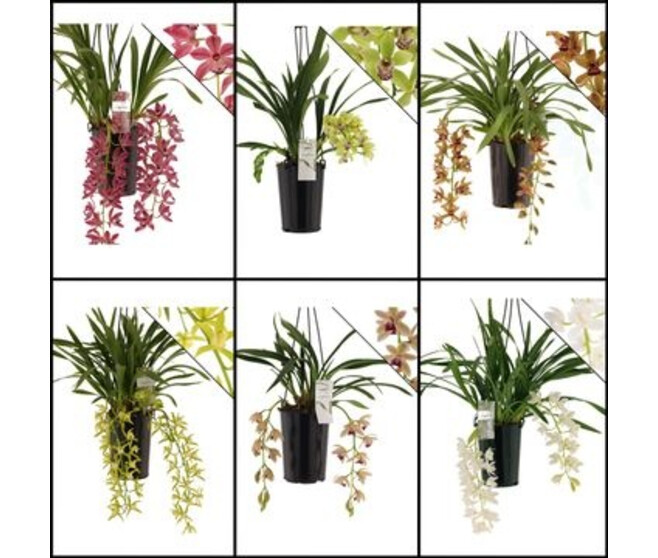 CYMBIDIUM 2BR VARIE