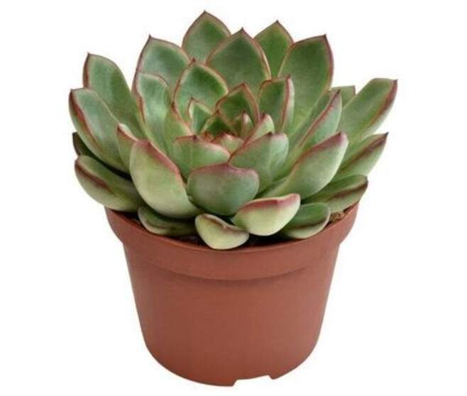ECHEVERIA AMADO
