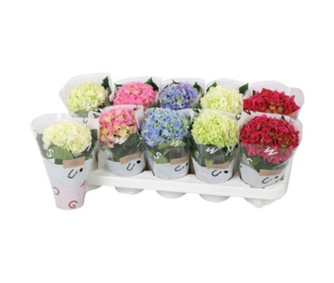 HORTENSIA 1FL VARIE