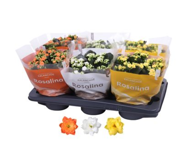 KALANCHOE FL DBLE VARIE