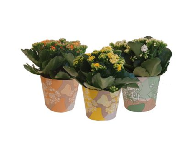 KALANCHOE FL DBLE VARIE P CARTON