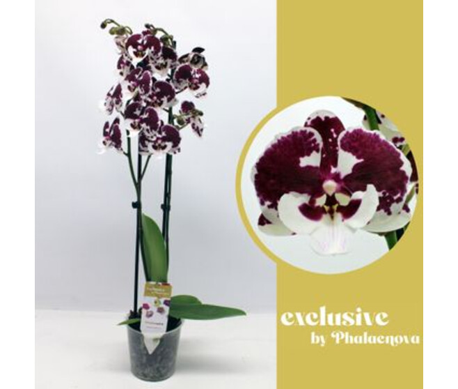 PHALAENOPSIS 2BR TACHETE