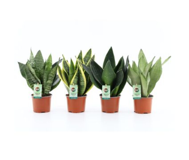 SANSEVIERIA VARIE