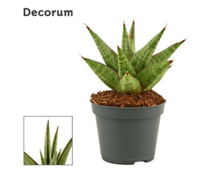 SANSEVIERIA JEWEL CROWN