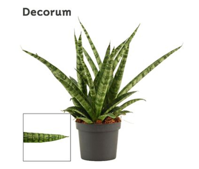 SANSEVIERIA SILVER STEEL