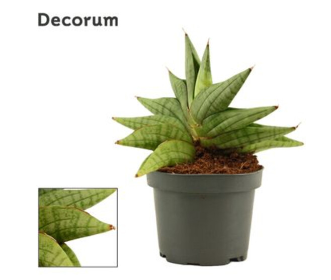 SANSEVIERIA CYLINDRICA CLASSIC FAN