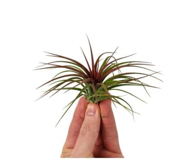 TILLANDSIA RED MEDIUM