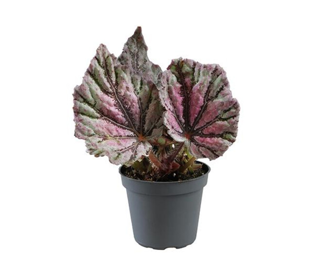 BEGONIA REX