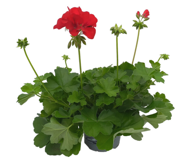 GERANIUM MARCADA