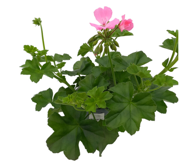 GERANIUM MARCADA