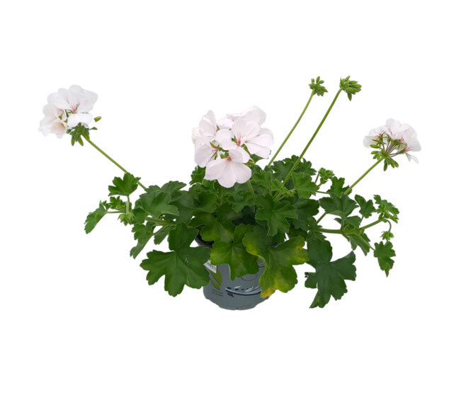 GERANIUM MARCADA