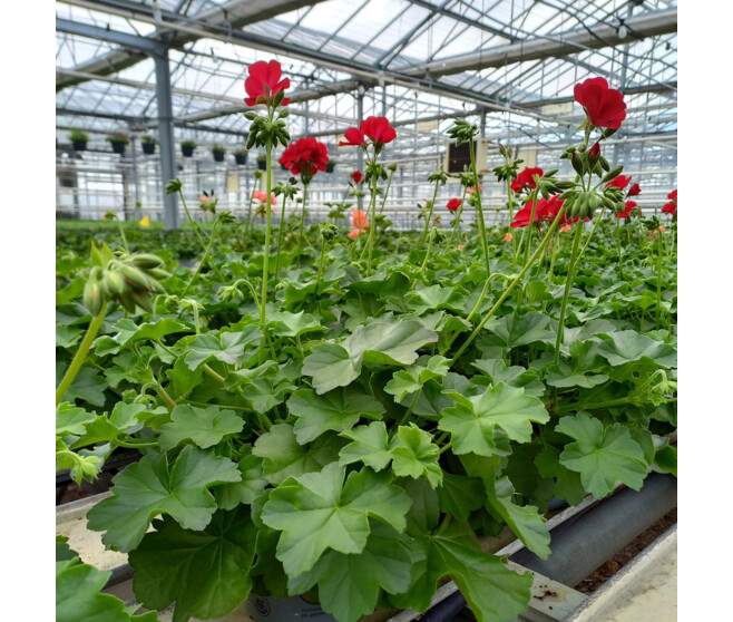 GERANIUM MARCADA
