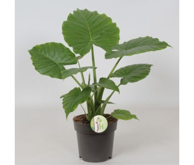 ALOCASIA GAGEANA