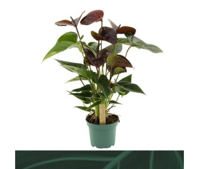 ANTHURIUM ANDREANUM MARRON