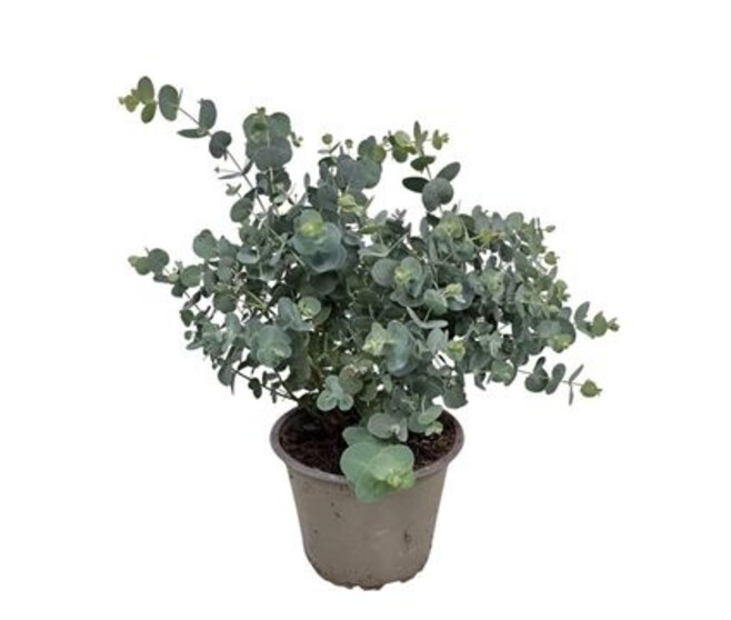 EUCALYPTUS GUNNII