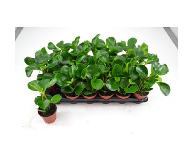 PEPEROMIA RED MARGIN
