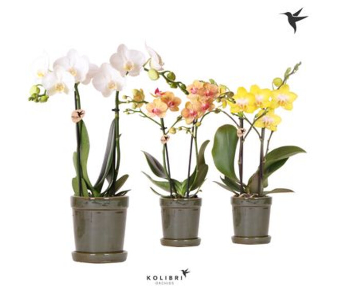 PHALAENOPSIS 2BR VARIE CERAM