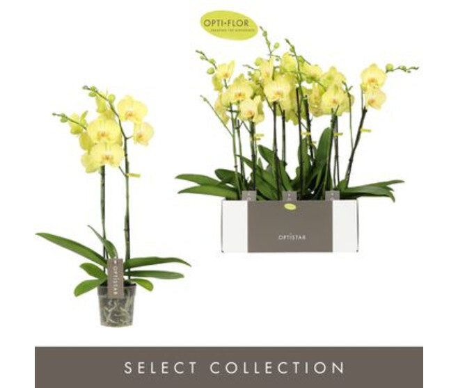 PHALAENOPSIS 2BR JAUNE