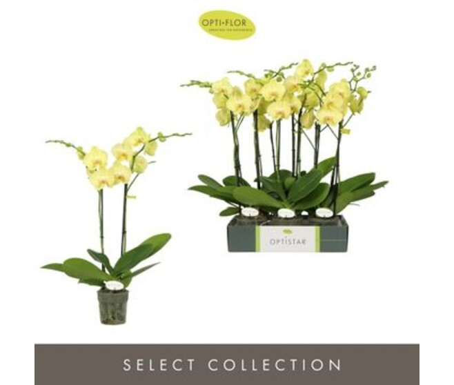 PHALAENOPSIS 2BR JAUNE