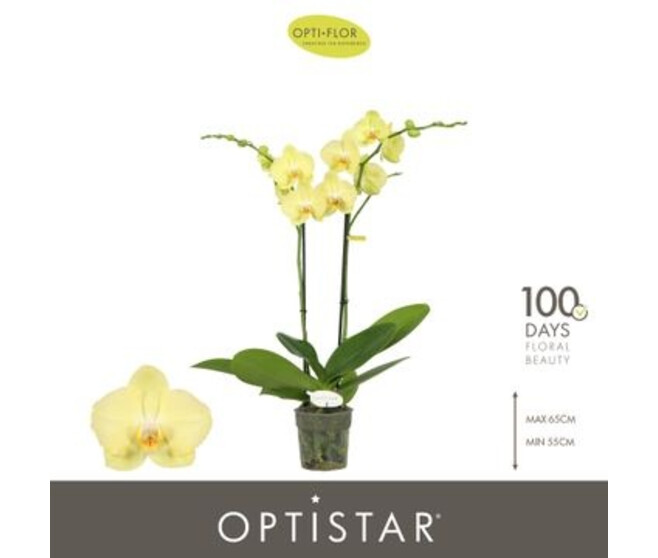 PHALAENOPSIS 2BR JAUNE