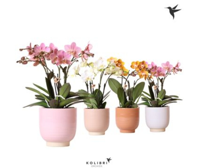 PHALAENOPSIS 4BR VARIE CERAM