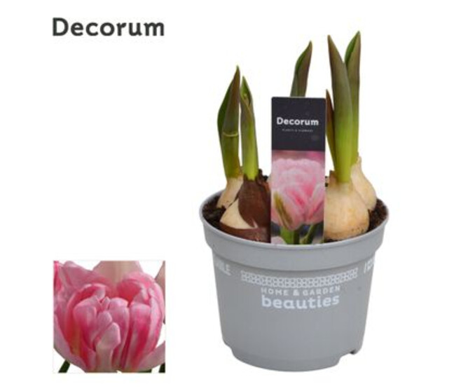 TULIPE FOXTROT