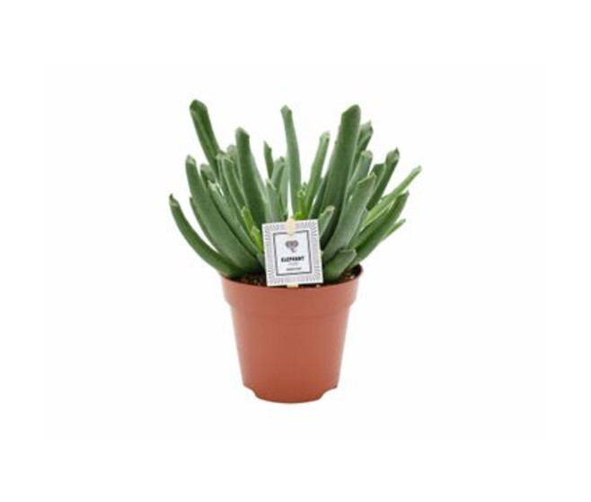 COTYLEDON ELEPHANT TRUNK