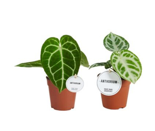 ANTHURIUM FEUILLAGE