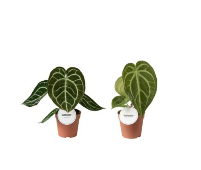 ANTHURIUM FEUILLAGE