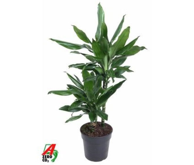 DRACAENA JANET LIND 30-10