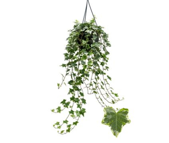 HEDERA MINT KOLIBRI SUSP
