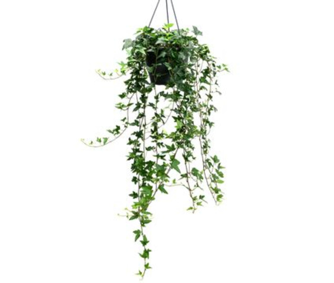 HEDERA SHAMROCK SUSP