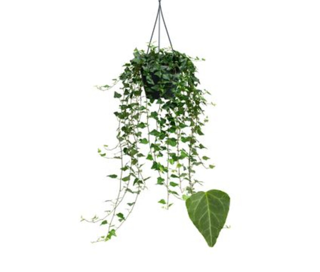 HEDERA WILCO SUSP