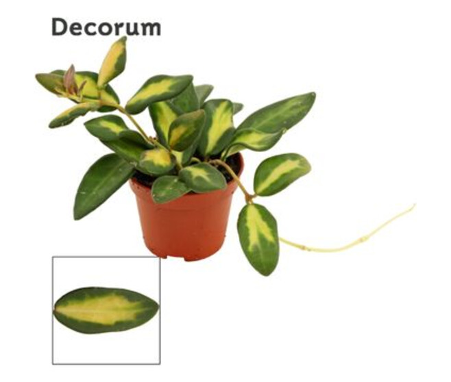 HOYA BURTONIAE
