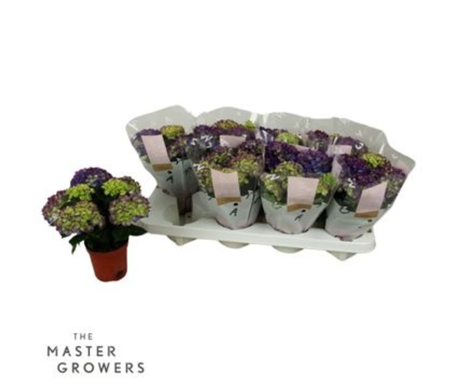 HORTENSIA 5FL LILAS