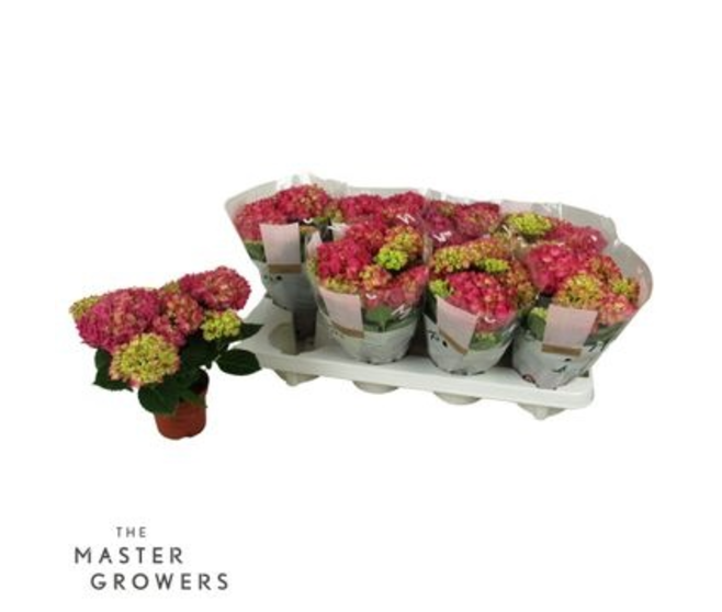 HORTENSIA 5FL ROUGE
