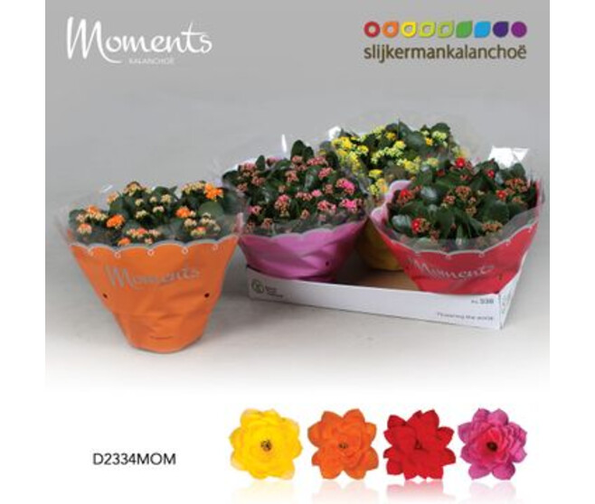 KALANCHOE FL DBLE VARIE COUPE