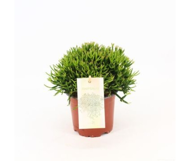 RHIPSALIS HATIORA
