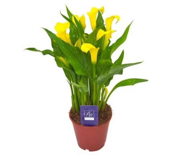 ARUM JAUNE