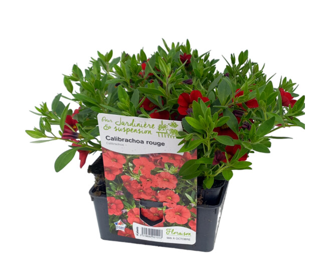 CALIBRACHOA ROUGE BQ6